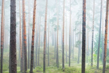 Antik çam ağaçları gün doğumunda gizemli bir beyaz sabah sisinde. Idyllic sonbahar manzarası. Bataklık yemyeşil kuzey ormanı. Ekoloji, eko turizm, Avrupa 'da çevre koruma