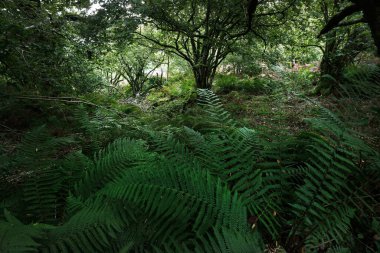 İskoç yağmur ormanlarının nefes kesici manzarası. Antik ağaçlar, yosun ve eğreltiotu yakın plan. Saf sabah güneşi. Crinan Kanalı, Argyll ve Bute, İskoçya, İngiltere