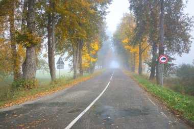 Renkli meşe, huş ağacı, yeşil, turuncu, sarı, altın yapraklı akçaağaç ağaçları boyunca eski asfalt köy yolu (alley). Yoğun sabah sisi. Doğal tünel. Atmosferik sonbahar manzarası