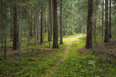 Sonsuz yeşil ormanın içinden geçen yol. Antik çam ve yaprak döken ağaçlar, yosun, eğrelti otu, bitkiler. Ilık güneş ışığı. Doğal dokular. Karanlık atmosferik manzara. Saf doğa, çevre, ekoloji, eko turizm