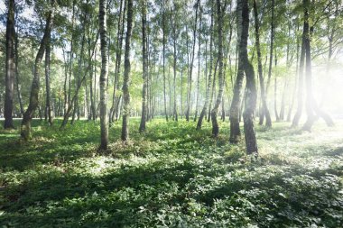 Açık ve güneşli bir günde yeşil huş ağacı ormanı. Halk parkı. Ağaç gövdeleri yakın plan. Saf güneş ışığı, gün ışığı, güneş ışınları. Ekoloji, eko turizm, kuzey yürüyüşü, manzara tasarımı, peyzaj.