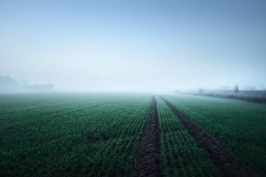 Güneş doğduğunda tarla tarlasını traktör izleriyle sürmüş. Ay ışığı, yıldızlar, sis, sis, açık mavi gökyüzü. Atmosferik sonbahar manzarası. Idyllic kırsal kesim. Saf doğa, ekoloji, mevsimler, gece