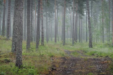 Bir sis içinde yüksek antik çam ağaçları arasında toprak bir yol (patika). Karanlık ve yemyeşil ormanda yağmurlu bir gün. Letonya 'da yaz başında. Atmosferik manzara