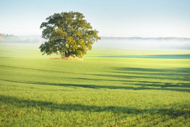 Güneşin doğuşunda traktör izleri olan tarlaların üzerinde yeşil ve altın yapraklı kudretli meşe ağacı. Sabah sisi. Resimli sonbahar manzarası. Doğa, ağaçlar, çiftlik, kereste endüstrisi.