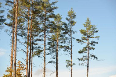 Sonbaharda ormanların tahrip edilmesinden sonra altın bir tarla, yakınlarda eski çam ağaçları. Gökyüzü açık. Manzara kavramı. Ekoloji, ekolojik sorunlar, çevresel hasar, kereste endüstrisi, ağaç kesme, alternatif enerji