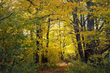 Ormandaki patika (kırsal yol, sokak). Renkli yeşil, sarı, turuncu, altın yapraklı yaprak döken ağaçlar. Dalların arasından güneş ışınları. Doğal tünel. Sonbahar, mevsimler, çevre