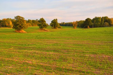 Günbatımında yeşil tarla ve orman. Traktör izleri yakın plan. Idyllic kırsal kesim. Sonbaharın başında. Tarım ve gıda endüstrisi, ekoloji, çevresel hasar ve koruma, doğa