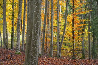 Altın kayın ağacı ormanının pitoresk manzarası. Güçlü ağaç gövdeleri, renkli sarı, kırmızı, turuncu yapraklar. Idyllic sonbahar manzarası. Mevsimler, sonbahar mevsimi, ekoloji, saf doğa, eko-turizm. Almanya