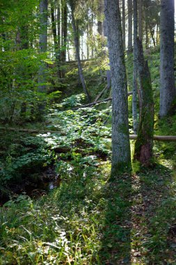 Ebedi yeşil ormanın resimli manzarası. Antik çam ve yaprak döken ağaçlar, yosun, eğrelti otu, bitkiler. Güneş ışığı. Doğal dokular. Karanlık atmosferik manzara. Saf doğa, çevre, ekoloji, eko turizm