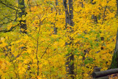 Akçaağacın, huş ağacının ve renkli yeşil, sarı, kırmızı, turuncu yapraklı diğer yaprak döken ağaçların yakın çekimi. Gauja Nehri Vadisi, Sigulda, Letonya 'daki ulusal park. Sonbahar renkleri, sonbahar mevsimi, mevsimler