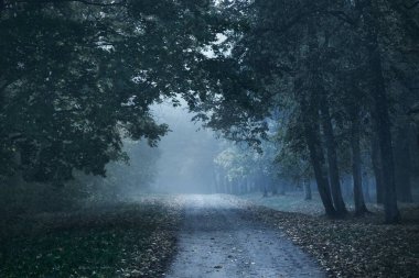 Rengarenk meşe, huş ağacı, akçaağaç ağaçları boyunca yeşil, turuncu, sarı, altın yapraklı eski asfalt köy yolu. Gizemli sabah sisi. Doğal tünel. Karanlık atmosferik sonbahar manzarası