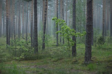 Alacakaranlık Yeşili Ormanı 'ndaki antik çam ağaçlarının duvarı. - Letonya. Atmosferik manzara. Eko turizm, çevre, yalnızlık, karanlık kavramlar