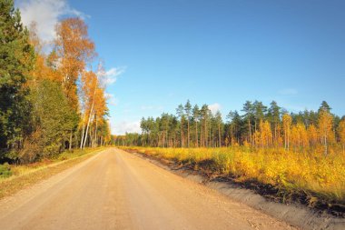Yeşil tarlalardan ve altın yapraklı ağaçlardan (meşe, akçaağaç, huş ağacı) geçen köy yolu. Açık mavi gökyüzü. Sonbahar renkleri. Idyllic kırsal kesim. Mevsimler, sonbahar, doğa, eko-turizm, lojistik, mesafe