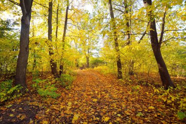 Ormandaki patika (kırsal yol, sokak). Renkli yeşil, sarı, turuncu, altın yapraklı yaprak döken ağaçlar. Dalların arasından güneş ışınları. Doğal tünel. Sonbahar, mevsimler, çevre