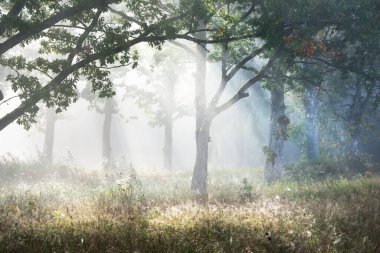 Güneş doğarken gizemli bir siste karanlık ormanın resim gibi manzarası. Güneş güçlü meşe, köknar, çam, huş ağacı boyunca ışıldar. Idyllic kırsal kesim. Sonbahar sezonu, konsept sanat, eko turizm, doğa