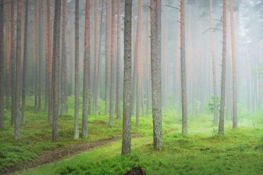 Antik çam ağaçları gün doğumunda gizemli bir beyaz sabah sisinde. Idyllic sonbahar manzarası. Bataklık yemyeşil kuzey ormanı. Ekoloji, eko turizm, Avrupa 'da çevre koruma