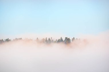 Gauja nehri vadisi ve çam ormanı güneş doğarken gizemli sabah sisi bulutları, yakın çekimde köknar ağaçları. Sigulda, Letonya. Nefes kesici panoramik hava manzarası. Saf doğa, çevre, eko turizm