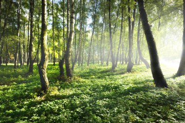 Açık ve güneşli bir günde yeşil huş ağacı ormanı. Halk parkı. Ağaç gövdeleri yakın plan. Saf güneş ışığı, gün ışığı, güneş ışınları. Ekoloji, eko turizm, kuzey yürüyüşü, manzara tasarımı, peyzaj.