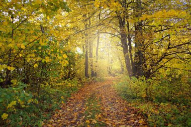 Ormandaki patika (kırsal yol, sokak). Renkli yeşil, sarı, turuncu, altın yapraklı yaprak döken ağaçlar. Dalların arasından güneş ışınları. Doğal tünel. Sonbahar, mevsimler, çevre