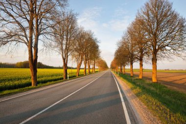 Gün batımında tarımsal kırsal alanlarda boş bir otoyol. Uzun yaprak döken ağaçlardan oluşan bir ara sokak. - Letonya. Bahar manzarası. Yeni asfalt yol. Hız, özgürlük, sürüş kavramları