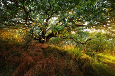 İskoç yağmur ormanlarının nefes kesici manzarası. Antik ağaçlar, yosun ve eğreltiotu yakın plan. Saf sabah güneşi. Crinan Kanalı, Argyll ve Bute, İskoçya, İngiltere