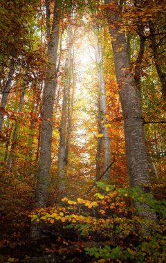 Kayın ağacı ormanındaki tepelerin alçak açılı görüntüsü. Güçlü ağaç gövdeleri, sarı, kırmızı, turuncu yapraklar. Idyllic sonbahar manzarası. Sonbahar mevsimi, ekoloji, doğa, çevre, eko-turizm, eğlence. Almanya