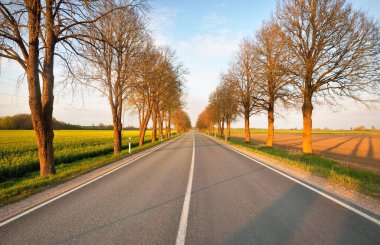 Gün batımında tarımsal kırsal alanlarda boş bir otoyol. Uzun yaprak döken ağaçlardan oluşan bir ara sokak. - Letonya. Bahar manzarası. Yeni asfalt yol. Hız, özgürlük, sürüş kavramları