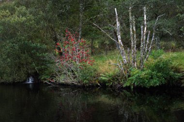 Bulutlu bir günde küçük bir Cairnbaan kasabasının manzarası. Sonbahar ormanı yakın plan. Crinan Kanalı, Argyll ve Bute, İskoçya, İngiltere