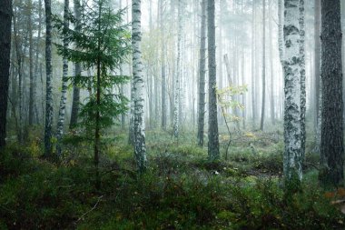 Güneş doğarken sisli, yemyeşil ormanın karanlık atmosferik manzarası. Çam, köknar, huş ağacı, yeşil ve altın bitkiler yakın plan. Ekoloji, sonbahar, eko-turizm, çevre koruma. Avrupa