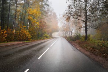 Sis içindeki renkli sonbahar ormanında (asfalt yol) boş bir viraj otoyolu. Yeşil ve altın huş ağacı, akçaağaç, meşe, çam, köknar ağaçları. Ulaşım, seyahat yerleri, özgürlük