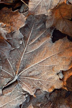 Kahverengi akçaağaç yapraklarından oluşan orman zemininde, kristal berraklığında kırağı var. Doku, arkaplan, duvar kağıdı, grafik kaynaklar. Gümüş ve altın renkler. Yumuşak güneş ışığı. İlk kar, iklim değişikliği, doğa, çevre