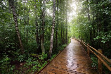Kamu parkındaki yeşil yaprak döken ağaçların arasından geçen modern ahşap dolambaçlı patika. Danimarka 'da çevre koruma. Yağmur ormanları, eko turizm, eğlence, bisiklet, İskandinav yürüyüş temaları