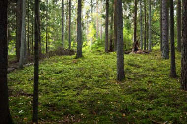 Ebedi yeşil ormanın resimli manzarası. Antik çam ve yaprak döken ağaçlar, yosun, eğrelti otu, bitkiler. Güneş ışığı. Doğal dokular. Karanlık atmosferik manzara. Saf doğa, çevre, ekoloji, eko turizm