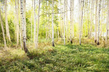 Açık ve güneşli bir günde altın huş ağacının resim gibi manzarası. Letonya, Avrupa 'da sonbaharın başlarında. Saf doğa, çevre koruma, eko turizm. Ağaç gövdeleri, doğal yaprak dokusu