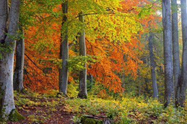 Kayın ormanının yakın görüntüsü. Güçlü ağaç gövdeleri, sarı, kırmızı, turuncu yapraklar. Idyllic sonbahar manzarası. Ekoloji, doğa, çevre. Almanya. Desen, doku, arkaplan, duvar kağıdı, konsept sanat