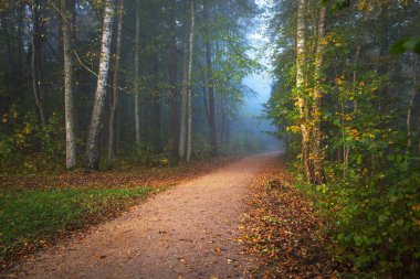 Esrarengiz bir sabah sisinin içinde sonsuz yeşil ormanın içinden geçen yol renkli ağaçların doğal tüneli, yumuşak ışık. Idyllic sonbahar sahnesi. Doğa, ekoloji, mevsimler. Atmosferik manzara. Letonya