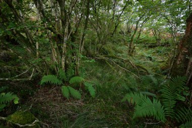 İskoç yağmur ormanlarının nefes kesici manzarası. Antik ağaçlar, yosun ve eğreltiotu yakın plan. Saf sabah güneşi. Crinan Kanalı, Argyll ve Bute, İskoçya, İngiltere