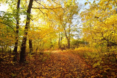 Ormandaki patika (kırsal yol, sokak). Renkli yeşil, sarı, turuncu, altın yapraklı yaprak döken ağaçlar. Dalların arasından güneş ışınları. Doğal tünel. Sonbahar, mevsimler, çevre