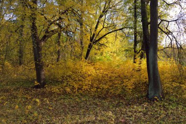 Parktaki patikadan manzaraya bak. Renkli sarı ve turuncu yapraklardan oluşan orman tabanı, muazzam altın yapraklı ağaçlar. Birch, akçaağaç, meşe. Ekoloji, eko-turizm, Avrupa 'da çevre koruma
