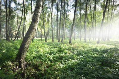 Açık ve güneşli bir günde yeşil huş ağacı ormanı. Halk parkı. Ağaç gövdeleri yakın plan. Saf güneş ışığı, gün ışığı, güneş ışınları. Ekoloji, eko turizm, kuzey yürüyüşü, manzara tasarımı, peyzaj.
