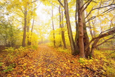 Ormandaki patika (kırsal yol, sokak). Renkli yeşil, sarı, turuncu, altın yapraklı yaprak döken ağaçlar. Dalların arasından güneş ışınları. Doğal tünel. Sonbahar, mevsimler, çevre
