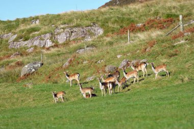 Roe geyik ailesi açık bir günde yeşil vadilerde Islay adasında otlar. Panoramik manzara. Inner Hebrides, İskoçya, İngiltere. Seyahat yerleri, Avrupa 'daki vahşi yaşam, çevresel koruma