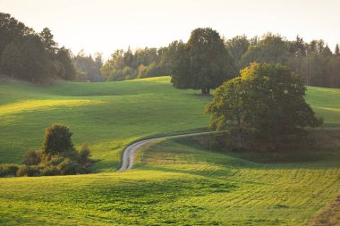 Gün batımında yeşil tepeler ve çayırların (tarımsal alanlar) resimli panoramik manzarası. Arka planda orman var. Idyllic kırsal kesim. Pastoral manzara. Yeni Zelanda. Turizm, doğa ekolojisi