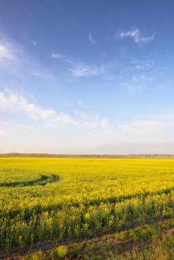 Gün batımında açan sarı kolza tohumu tarlası, Letonya. Idyllic kırsal kesim. Tarım, biyoteknoloji, yakıt ve gıda sanayii, alternatif enerji, çevre koruma ve üretim
