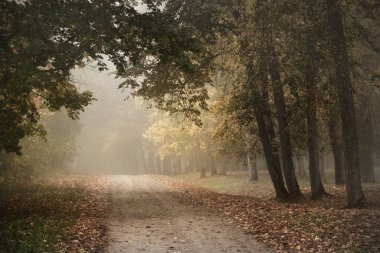 Rengarenk meşe, huş ağacı, akçaağaç ağaçları boyunca yeşil, turuncu, sarı, altın yapraklı eski asfalt köy yolu. Gizemli sabah sisi. Doğal tünel. Karanlık atmosferik sonbahar manzarası