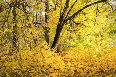Parktaki patikadan manzaraya bak. Renkli sarı ve turuncu yapraklardan oluşan orman tabanı, muazzam altın yapraklı ağaçlar. Birch, akçaağaç, meşe. Ekoloji, eko-turizm, Avrupa 'da çevre koruma
