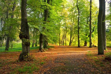 Şehir parkında bir kırsal yol (ara yol, patika). Renkli yeşil ve altın yapraklı kudretli ağaçlara yakın çekim. Sonbahar. Letonya, Avrupa. Seyahat yeri, eko-turizm, eğlence, yürüyüş, bisiklet, doğa