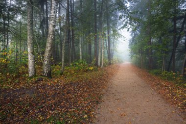Esrarengiz bir sabah sisinin içinde sonsuz yeşil ormanın içinden geçen yol renkli ağaçların doğal tüneli, yumuşak ışık. Idyllic sonbahar sahnesi. Doğa, ekoloji, mevsimler. Atmosferik manzara. Letonya