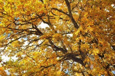 Renkli sarı, turuncu, altın yapraklı güçlü meşe ağacı, yakın plan. Dalların arasından güneş ışınları, yumuşak güneş ışığı. Doğal desen, doku, grafik kaynaklar. Sonbahar, mevsimler, çevre, ekoloji
