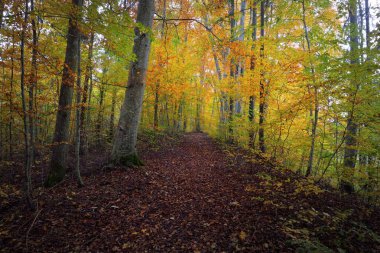 Kayın ağacı ormanındaki tepelerin panoramik manzarası. Güçlü ağaç gövdeleri, sarı, kırmızı, turuncu yapraklar. Idyllic sonbahar manzarası. Sonbahar mevsimi, ekoloji, doğa, çevre, eko-turizm, eğlence. Almanya
